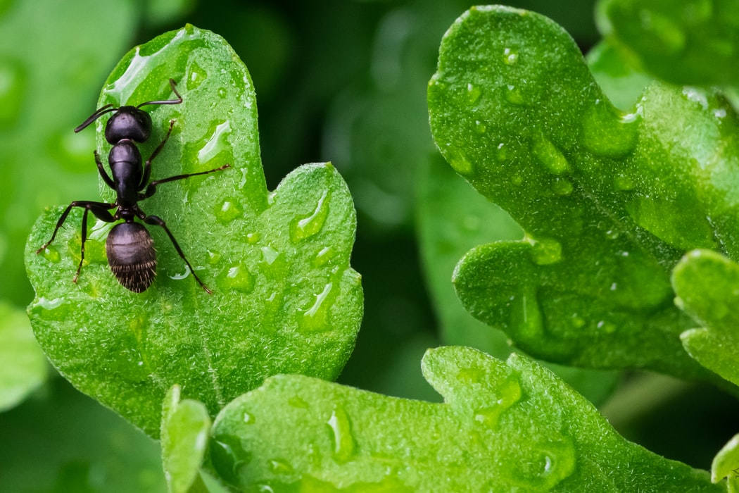 How to Get Rid of Ants in the Garden